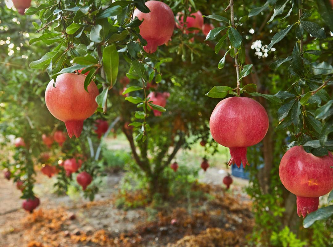 Plantation of pomegranate trees in harvest season, great fruit for Rosh Hashanah