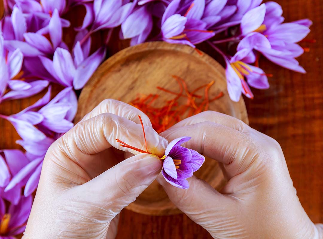 A woman in latex gloves tears a saffron stamen from a crocus over a wooden plate.