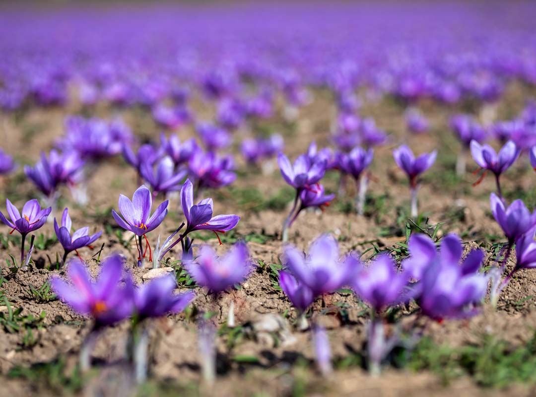 Beautiful fields of violet saffron flowers